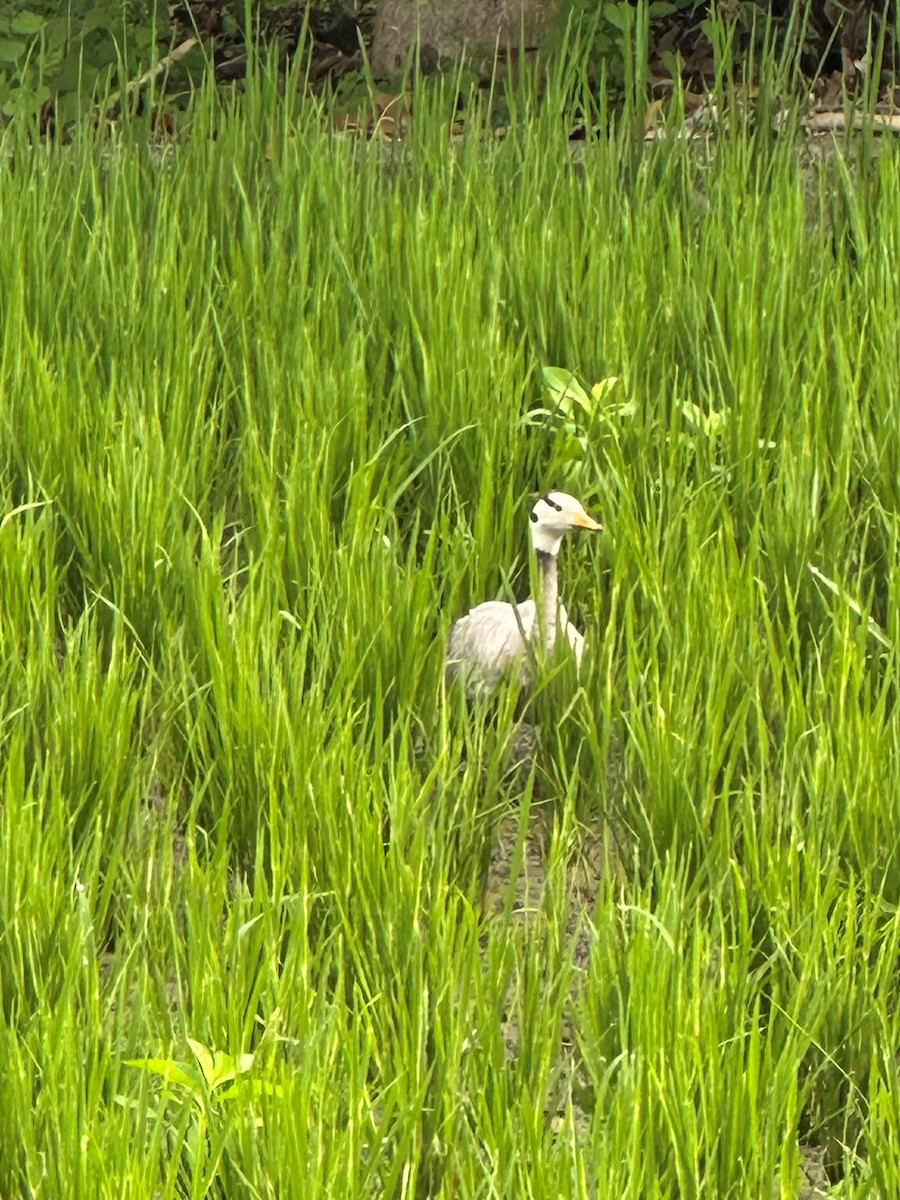 Хээрийн галуу - ML642463704