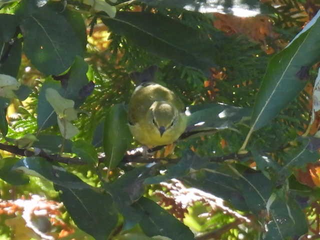 Tennessee Warbler - ML642463722