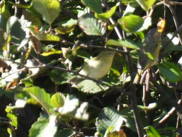 Tennessee Warbler - ML642463723