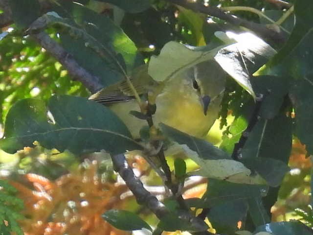 Tennessee Warbler - ML642463725