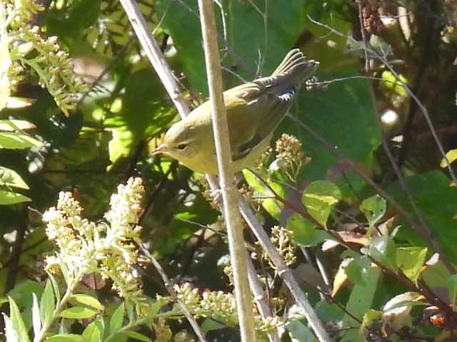Tennessee Warbler - ML642463726