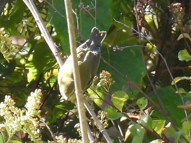 Tennessee Warbler - ML642463729