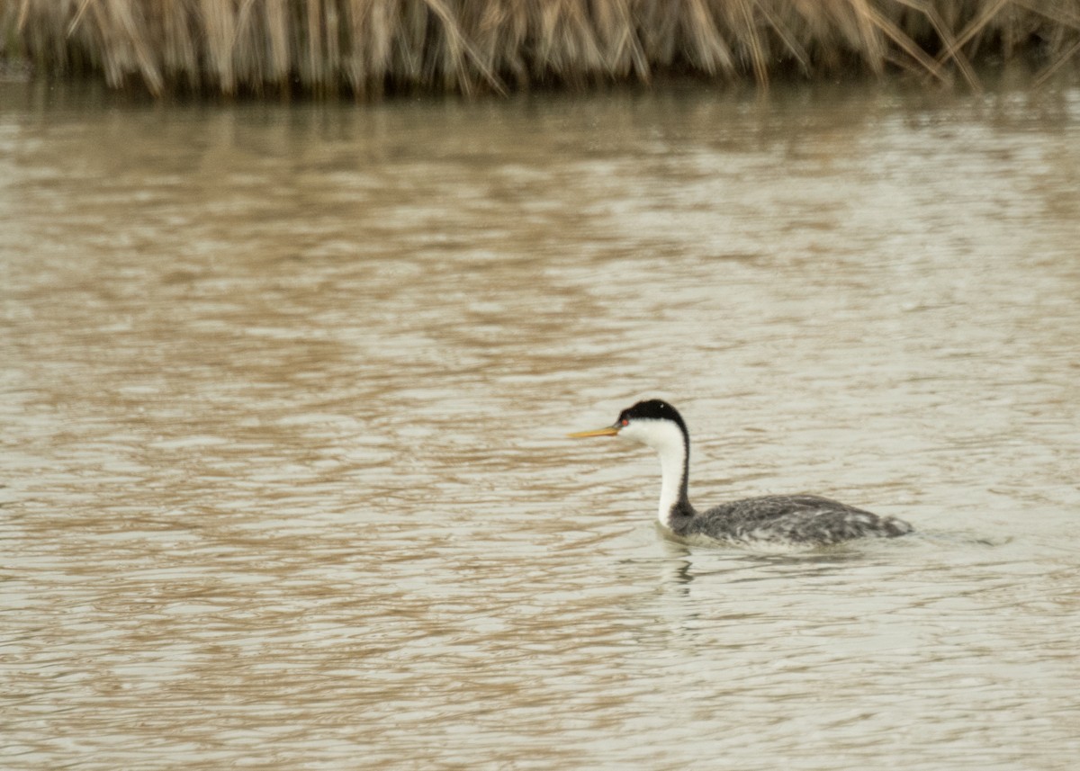 Western/Clark's Grebe - ML642463754