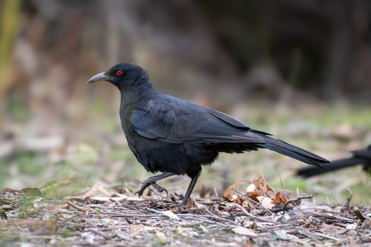 White-winged Chough - ML642463760