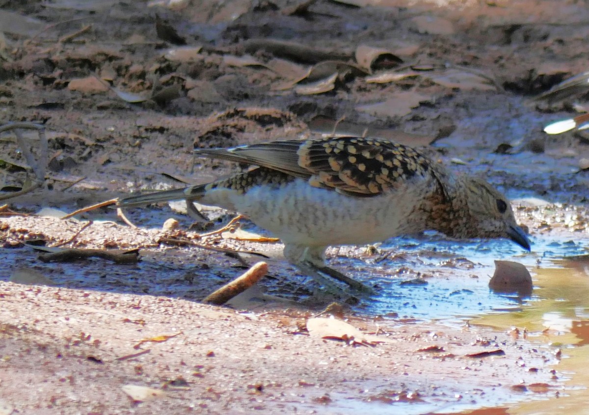 Spotted Bowerbird - ML642463784