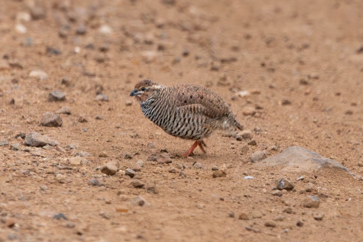 Rock Bush-Quail - ML642463786