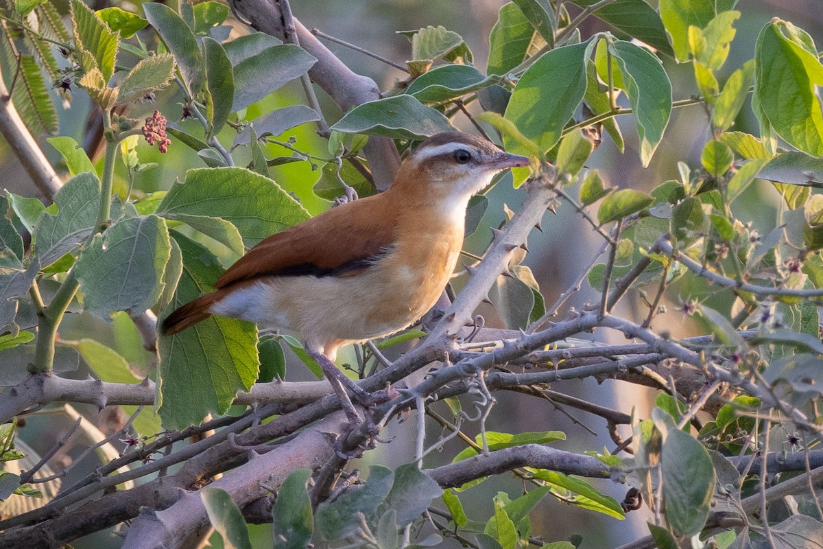 Pale-legged Hornero - ML642463811