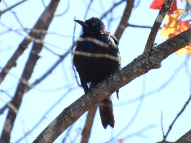 Common Grackle - ML642463841