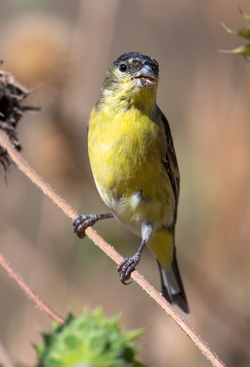 Lesser Goldfinch - ML642463849
