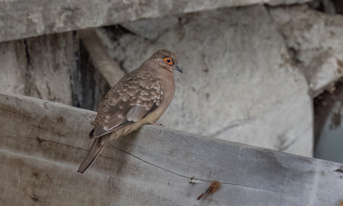 Bare-faced Ground Dove - ML642463855