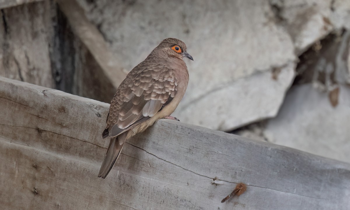 Bare-faced Ground Dove - ML642463856