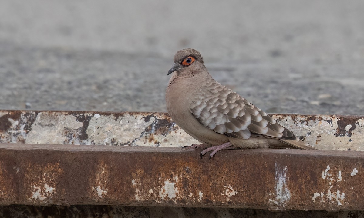 Bare-faced Ground Dove - ML642463857