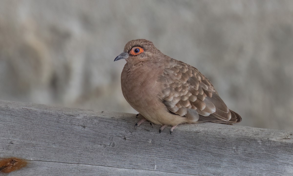 Bare-faced Ground Dove - ML642463858