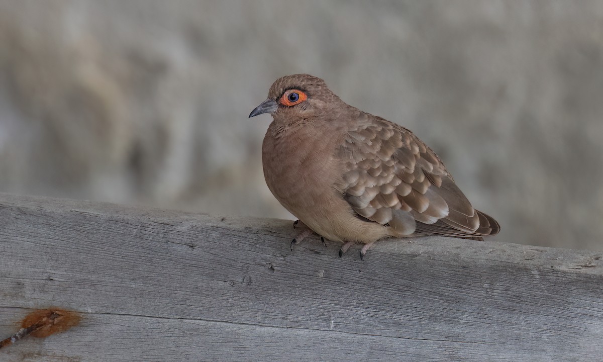 Bare-faced Ground Dove - ML642463859