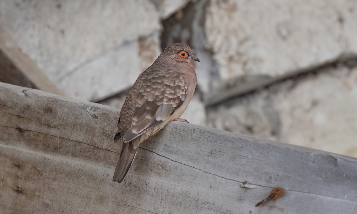 Bare-faced Ground Dove - ML642463860