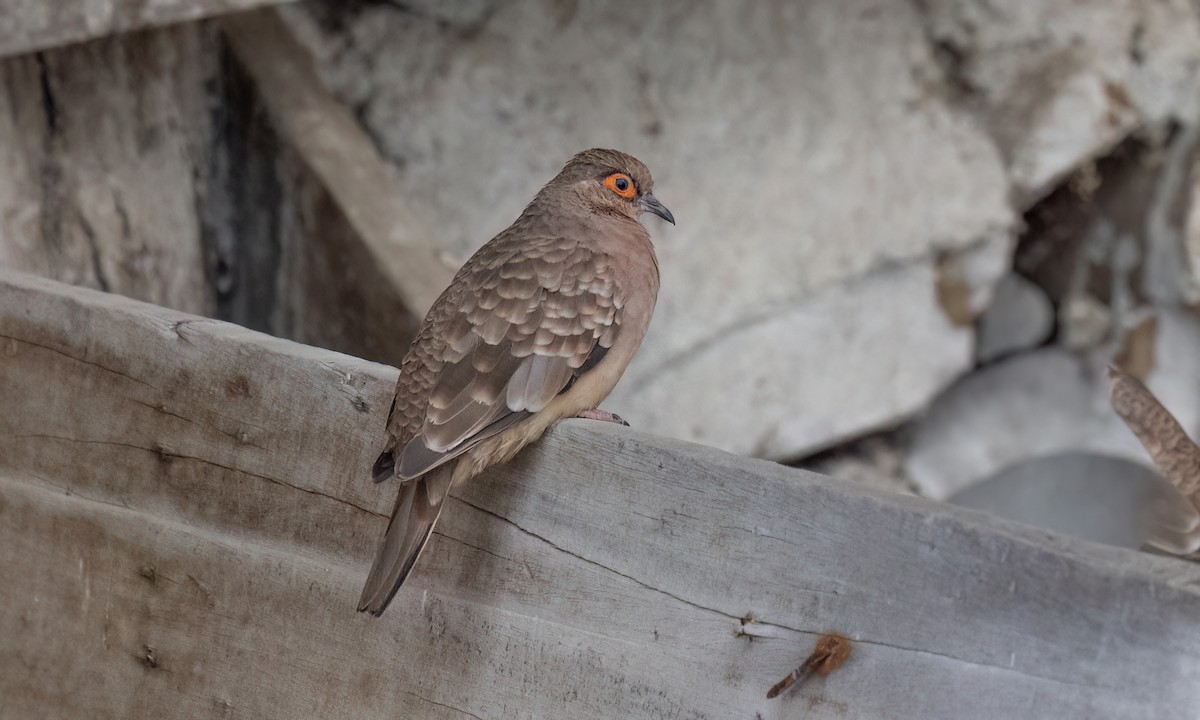 Bare-faced Ground Dove - ML642463861
