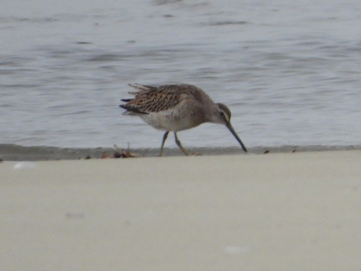 Short-billed/Long-billed Dowitcher - ML642463862