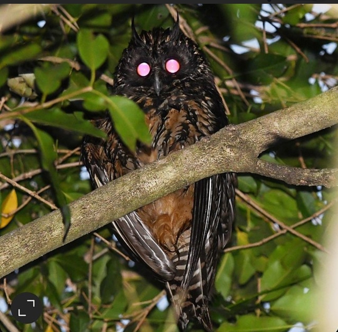 Stygian Owl - ML642463869