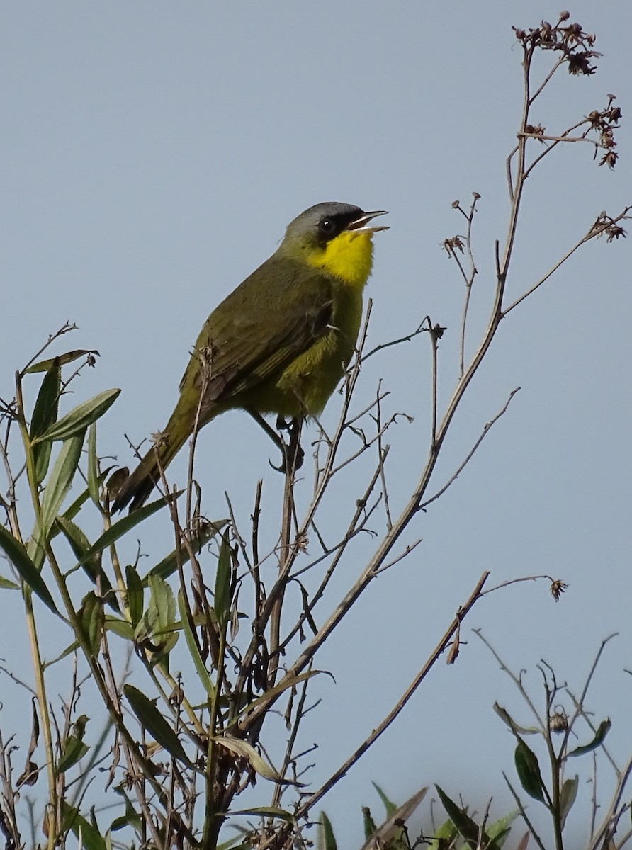 Southern Yellowthroat - ML642463887