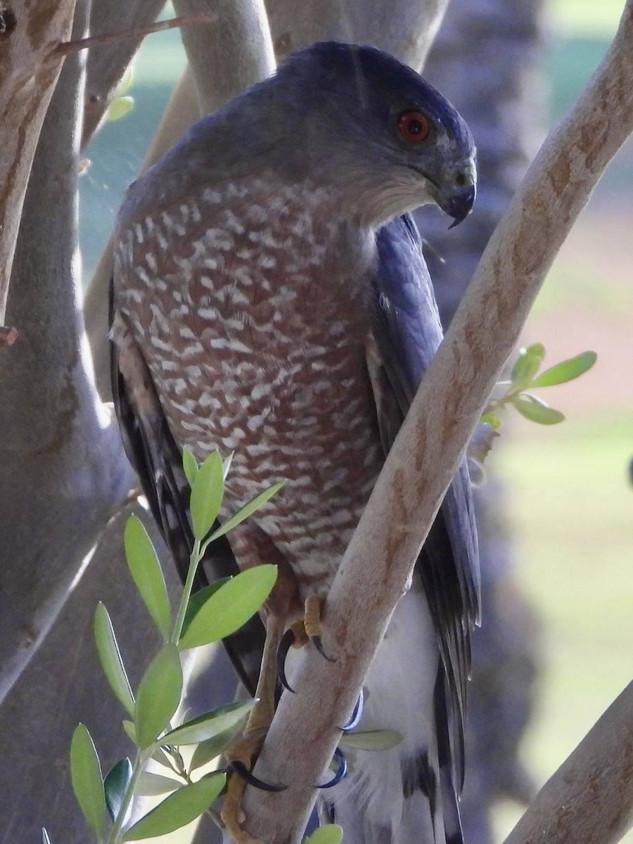 Cooper's Hawk - ML642463900