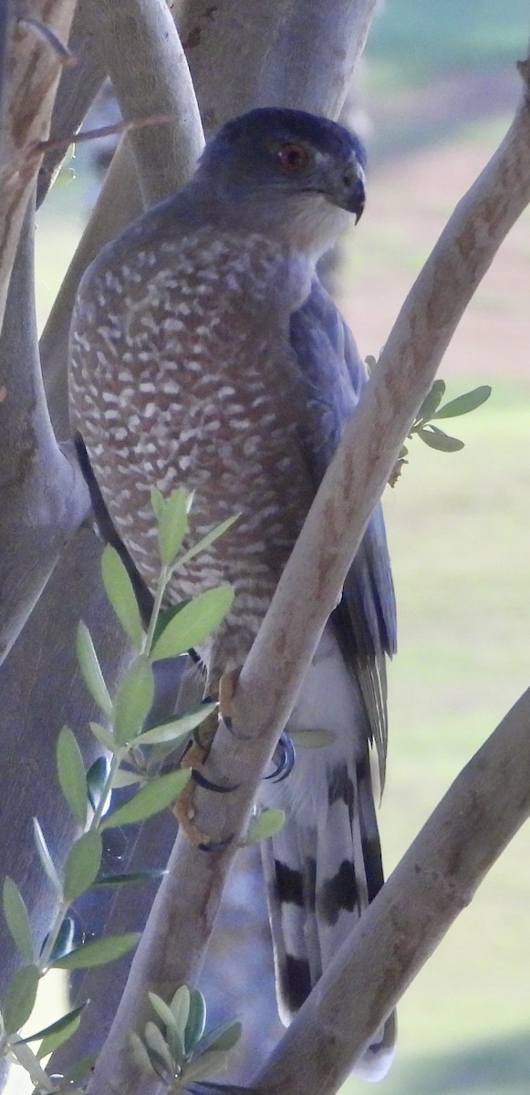 Cooper's Hawk - ML642463902