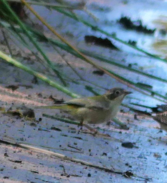 Brown-headed Honeyeater - ML642463934