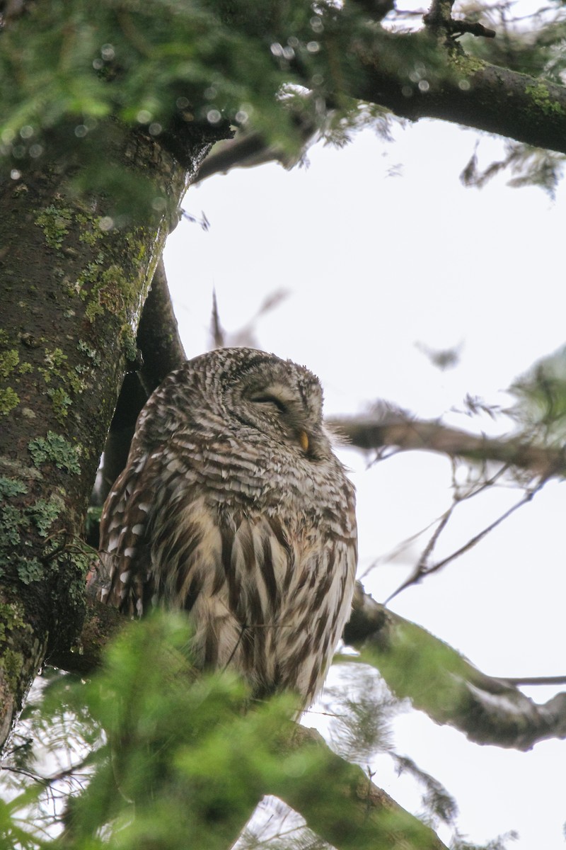 Barred Owl - ML642463944