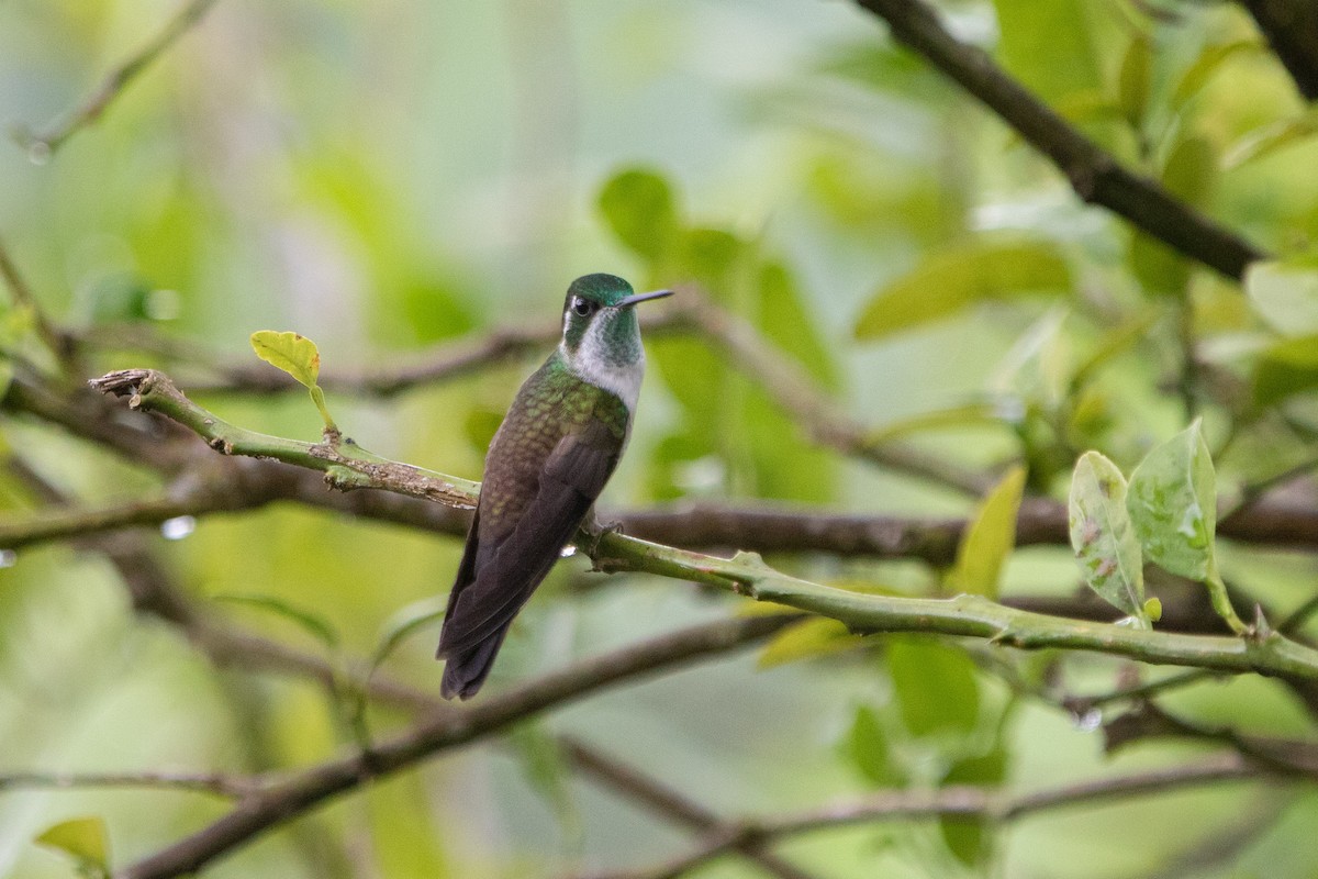 Green-throated Mountain-gem - ML642463948