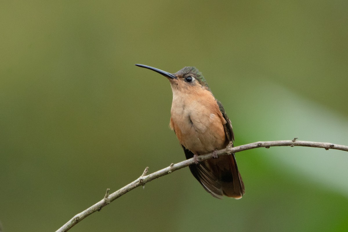 Rufous Sabrewing - ML642463958