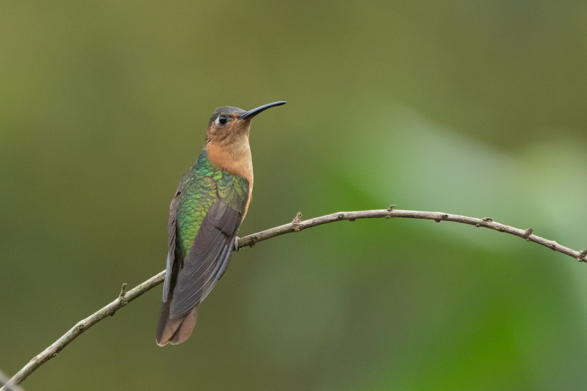 Rufous Sabrewing - ML642463959