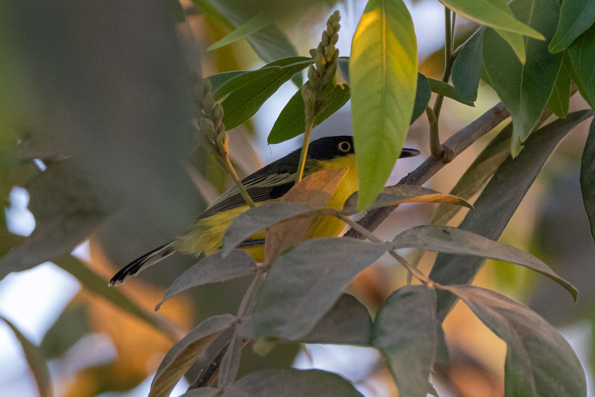 Common Tody-Flycatcher - ML642463960