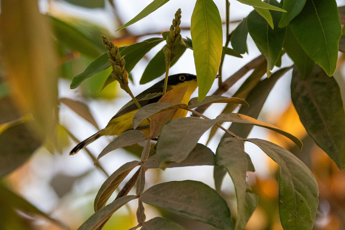 Common Tody-Flycatcher - ML642463962