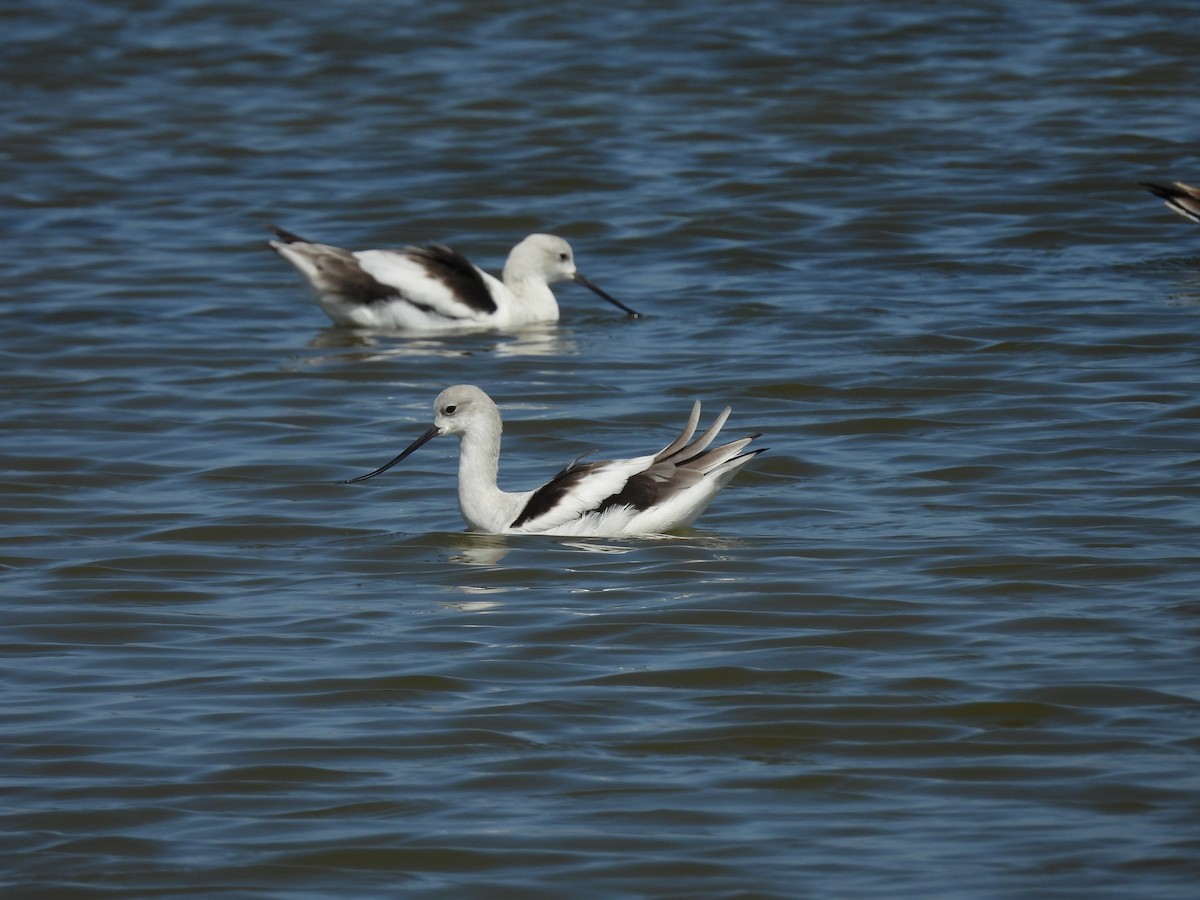 American Avocet - ML642463963