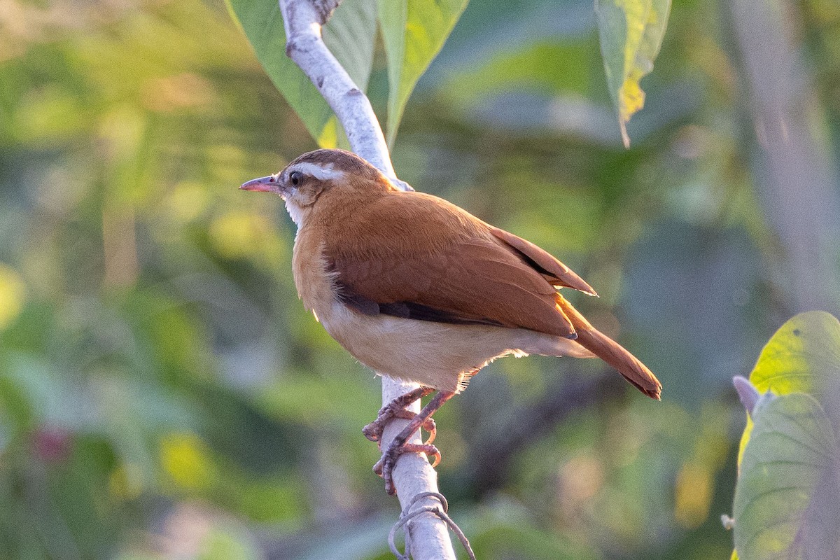 Pale-legged Hornero - ML642463969