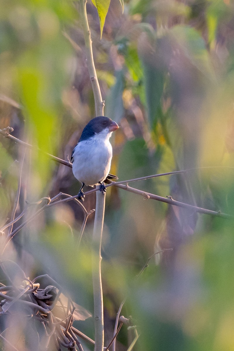 White-bellied Seedeater - ML642463981
