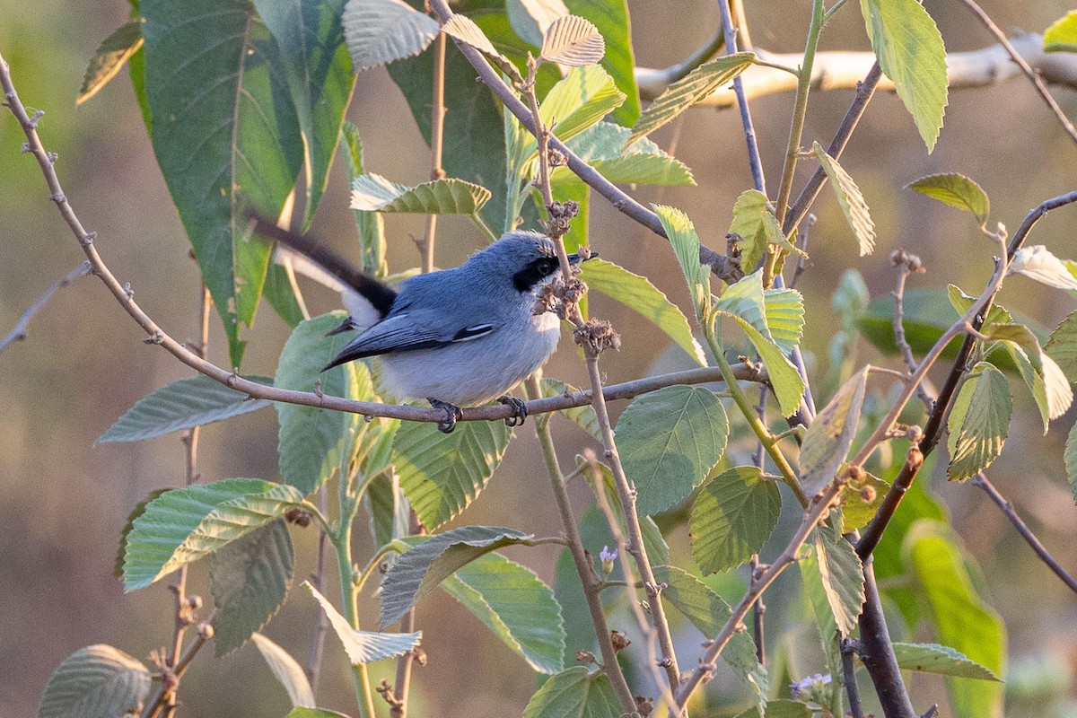 Masked Gnatcatcher - ML642463986