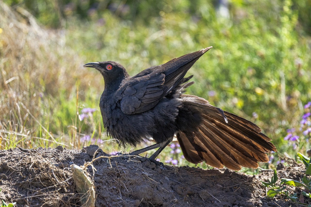 White-winged Chough - ML642463988