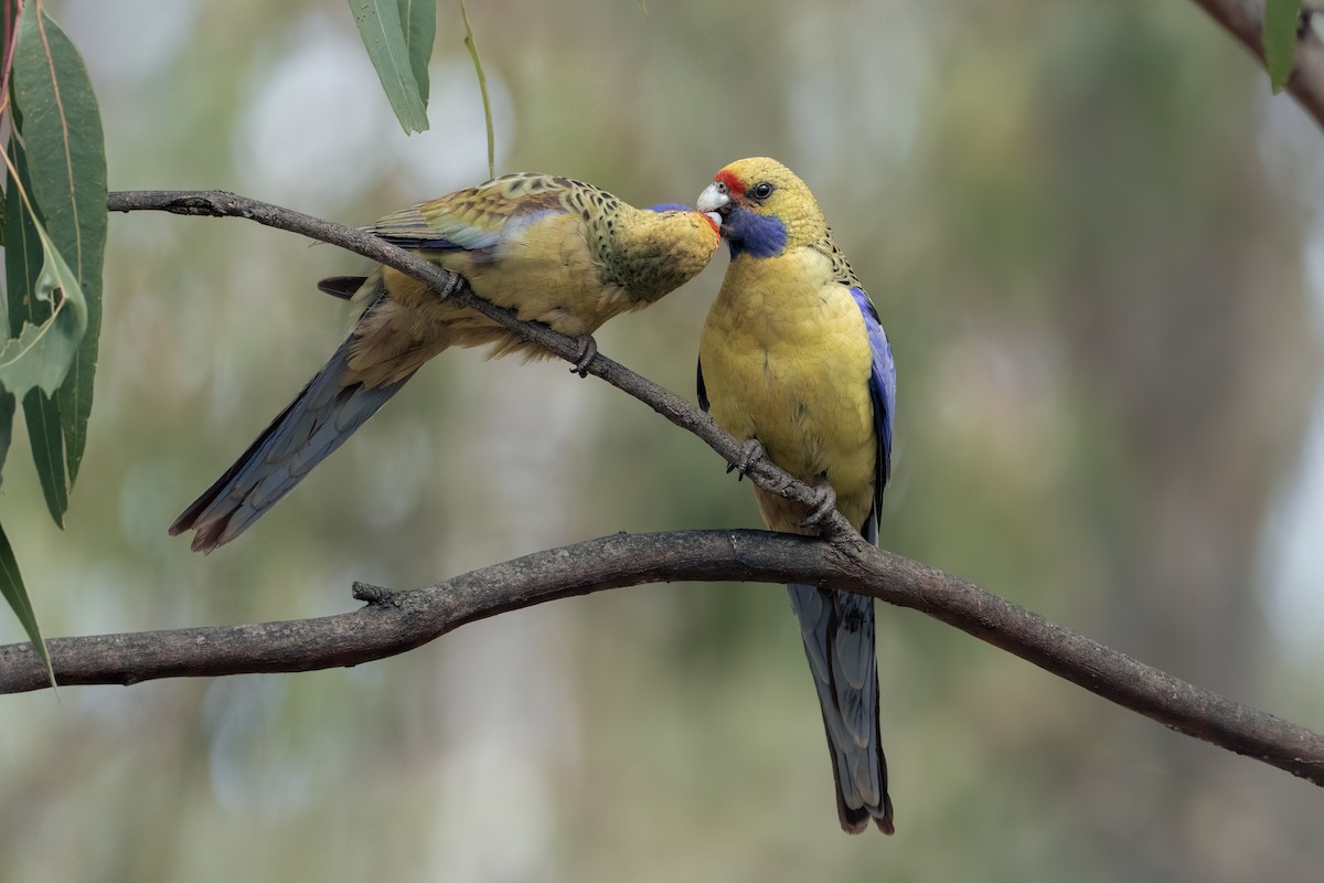 rødrosella (flaveolus) (gulrosella) - ML642463989