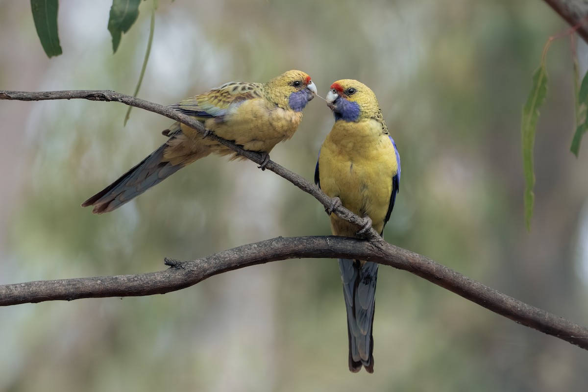 rødrosella (flaveolus) (gulrosella) - ML642463990