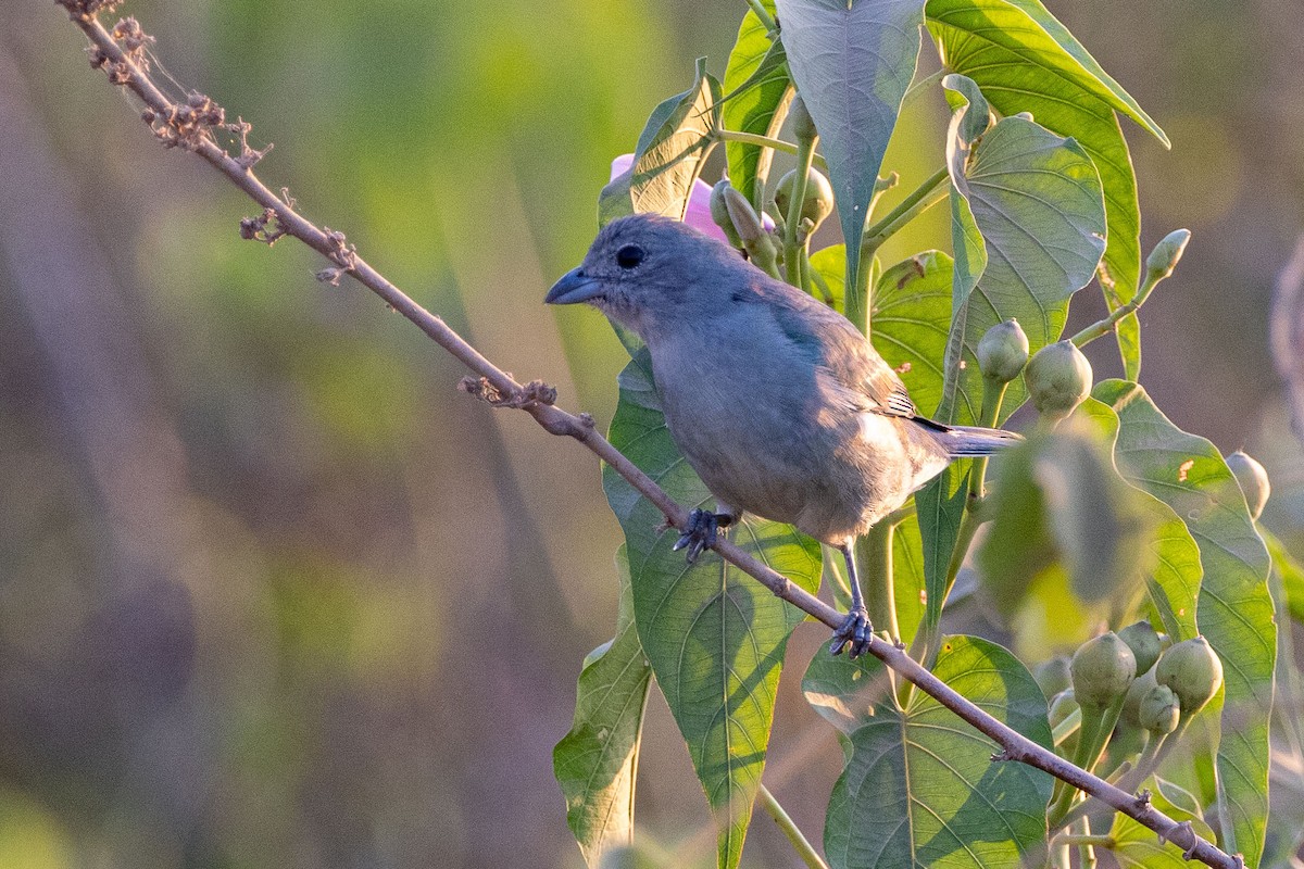 Sayaca Tanager - ML642463996