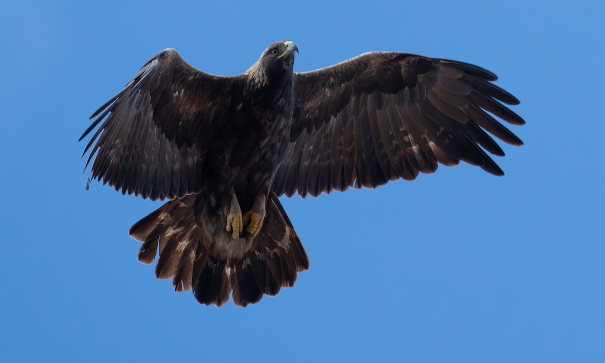 Golden Eagle - ML642463999