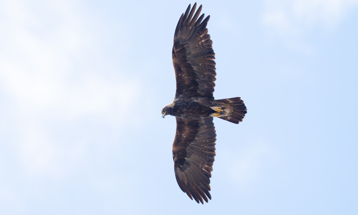 Golden Eagle - ML642464000