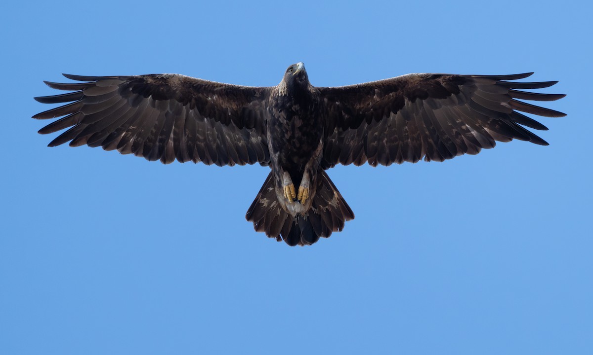 Golden Eagle - ML642464001