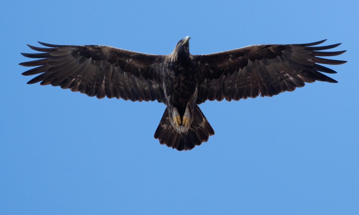 Golden Eagle - ML642464002