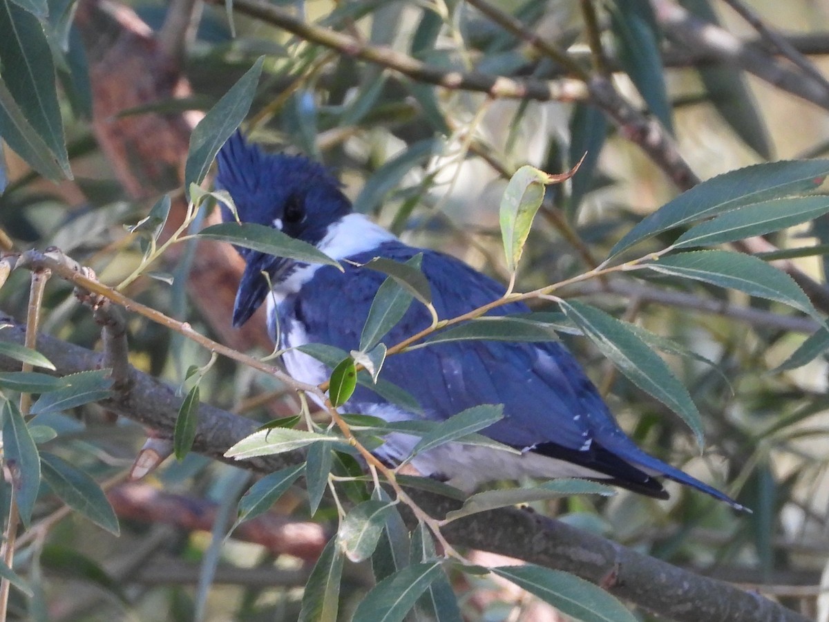 Belted Kingfisher - ML642464005