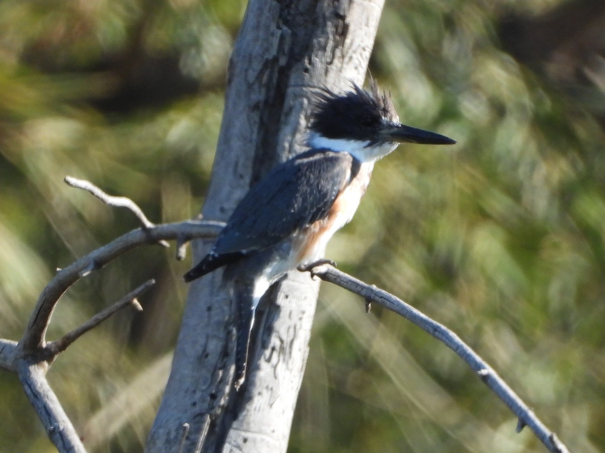 Belted Kingfisher - ML642464006
