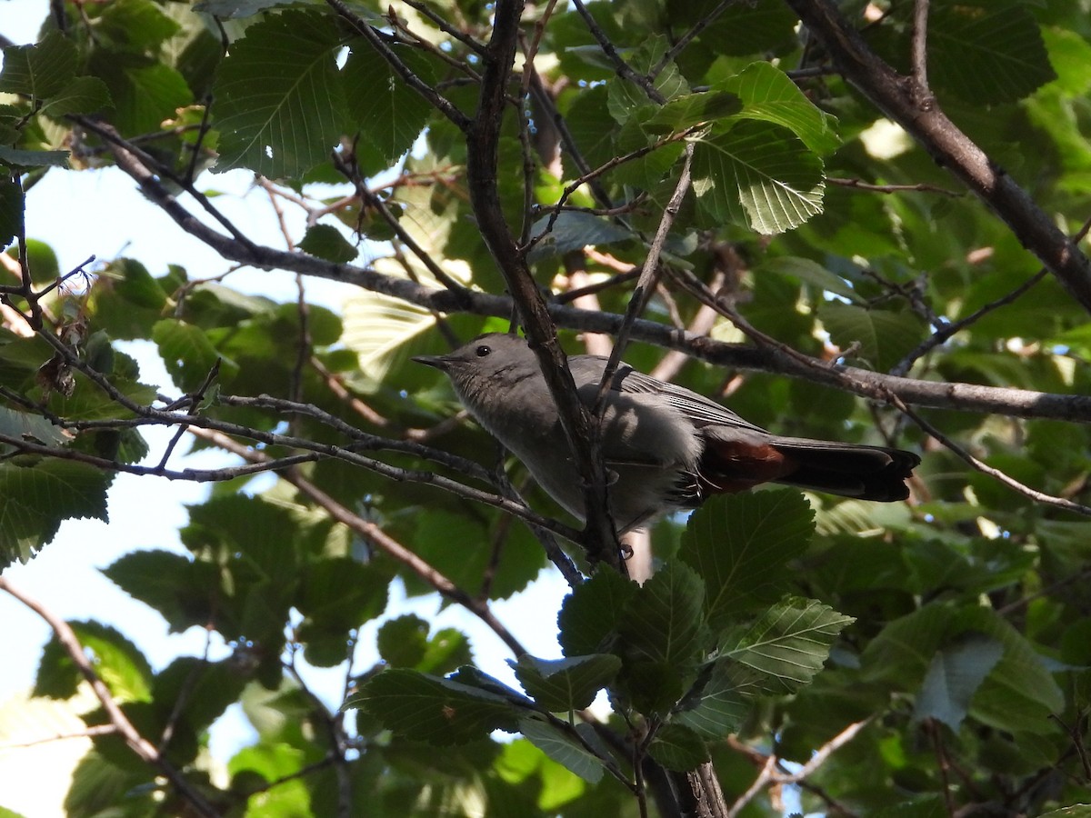 Gray Catbird - ML642464011