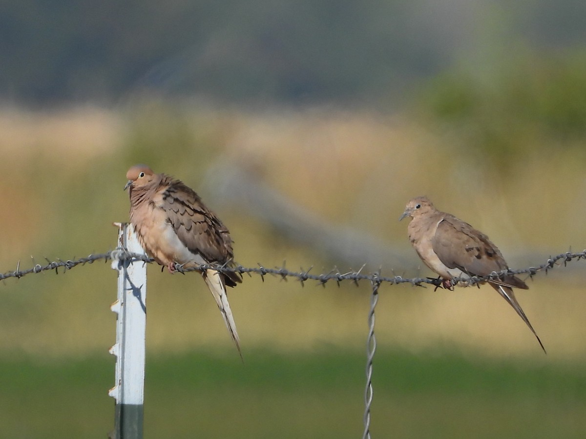 Mourning Dove - ML642464021