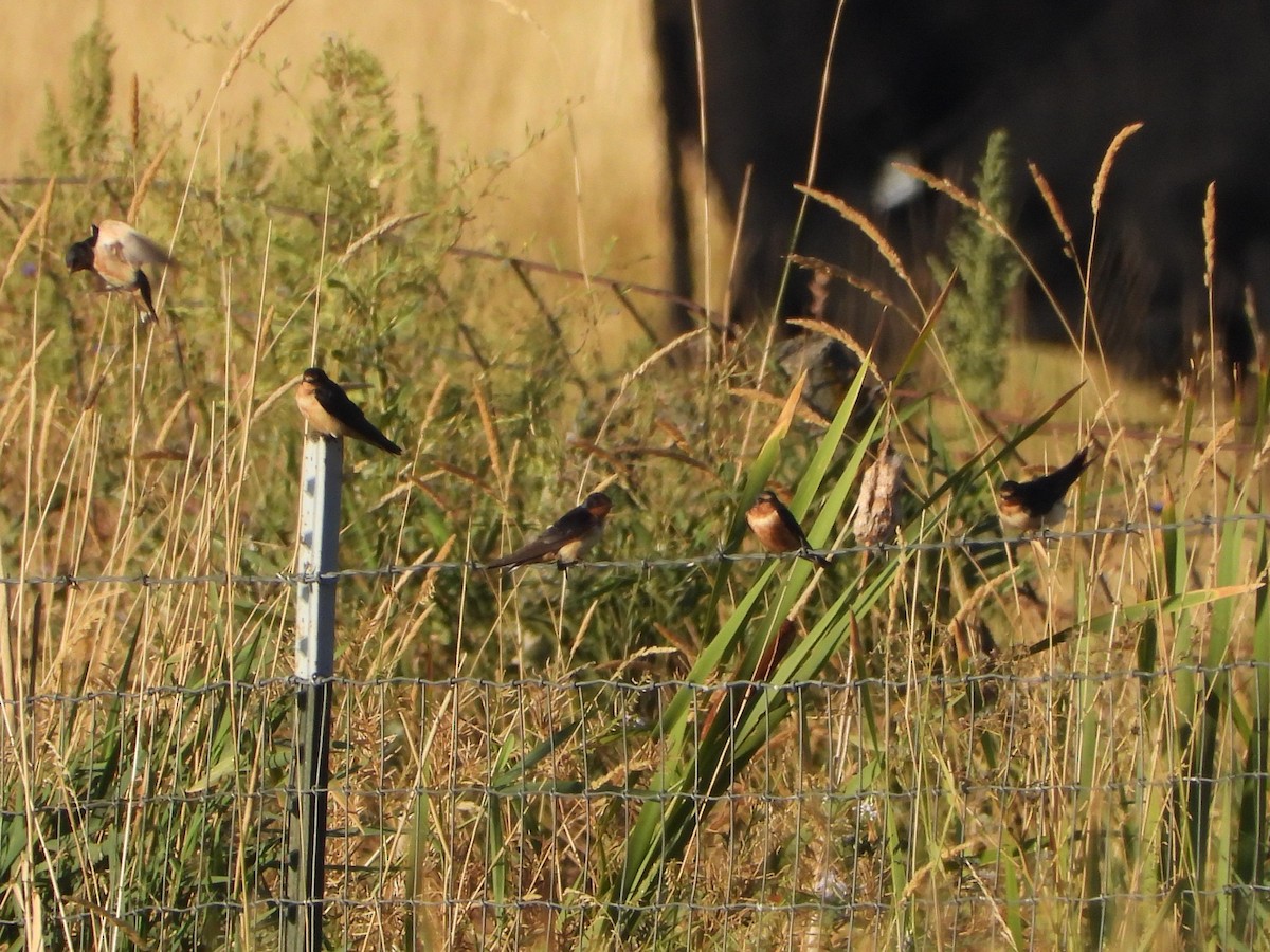 Barn Swallow - ML642464028