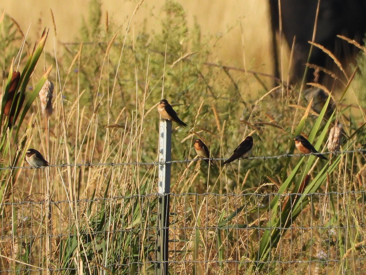 Barn Swallow - ML642464029